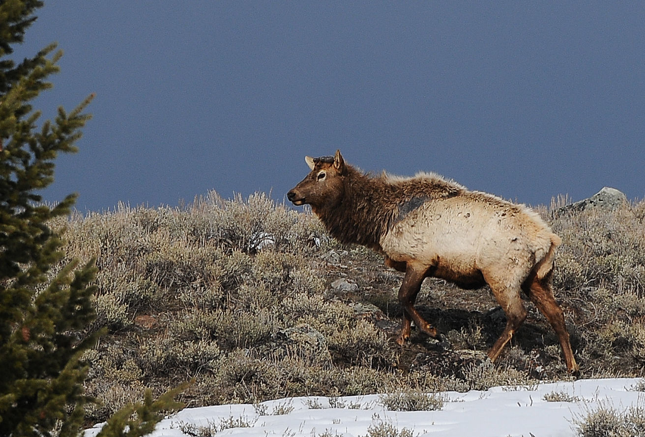 Yellowstone elk